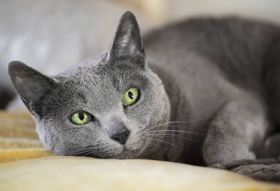 Русская голубая кошка: фото, описание породы, характер, сколько стоит, особенности, продолжительность жизни