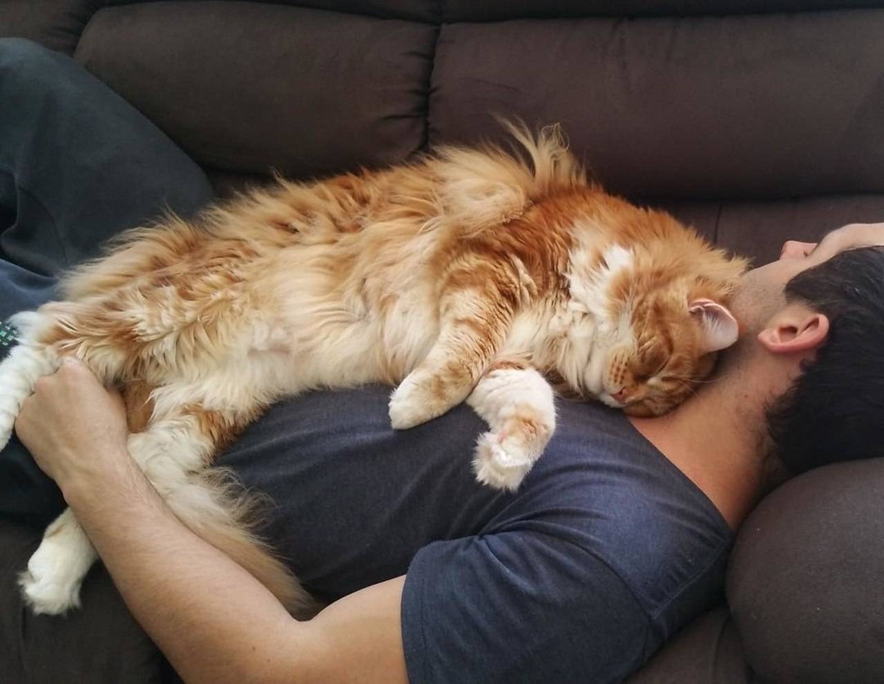 Сколько спят кошки и сколько часов им действительно нужно для сна?