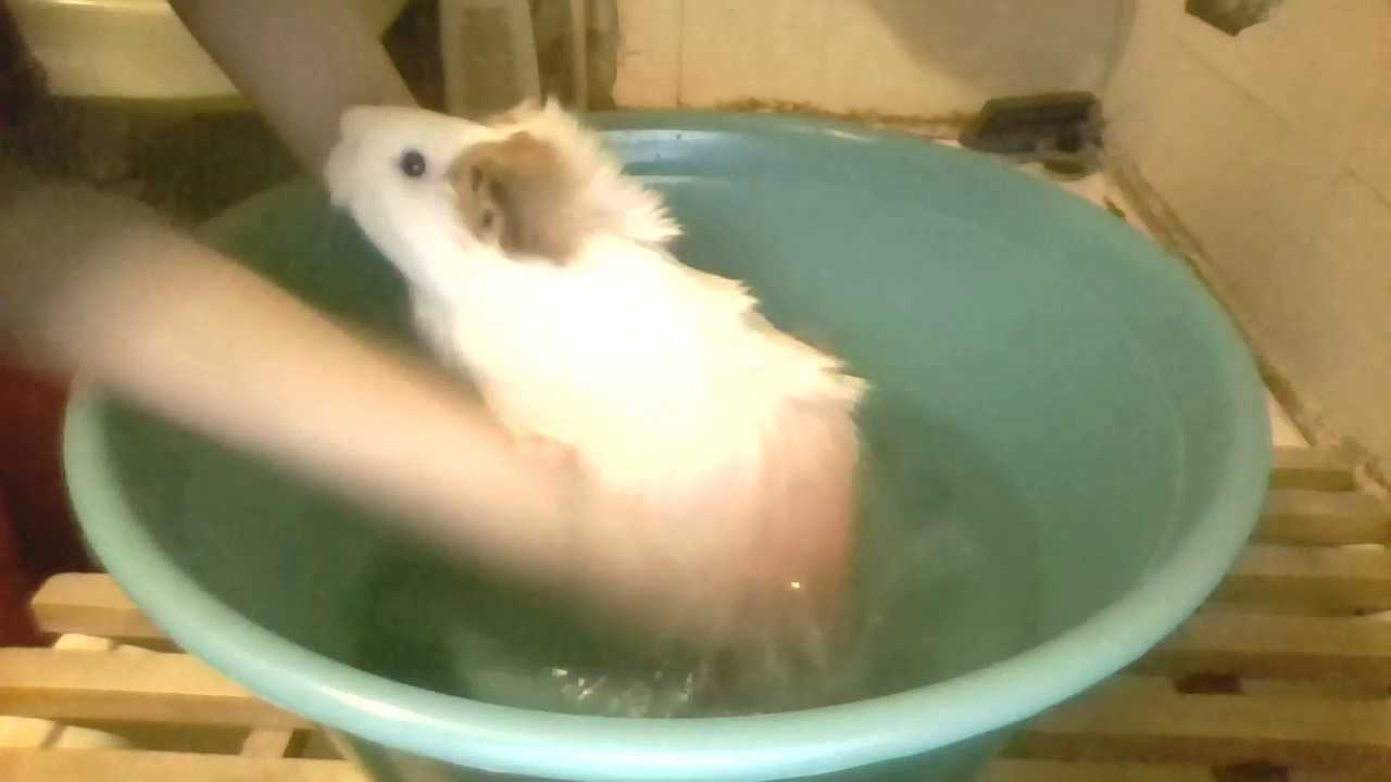 Как можно купать морскую свинку в домашних условиях: чем нужно мыть и как часто стоит проводить купание в воде