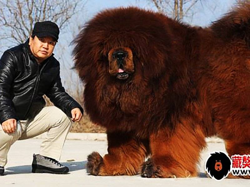 Самая большая собака в мире (тибетский мастиф)