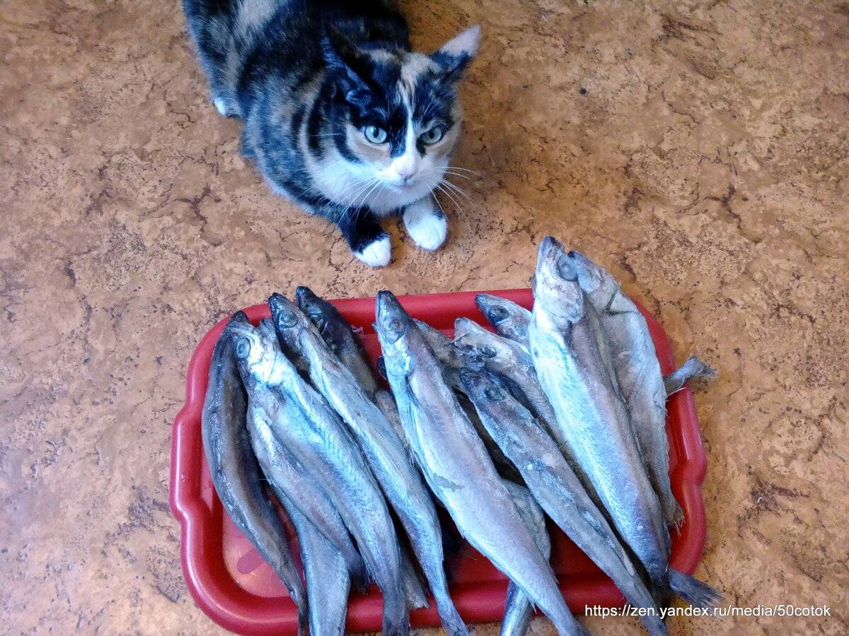 Почему котам нельзя рыбу - вред рыбы