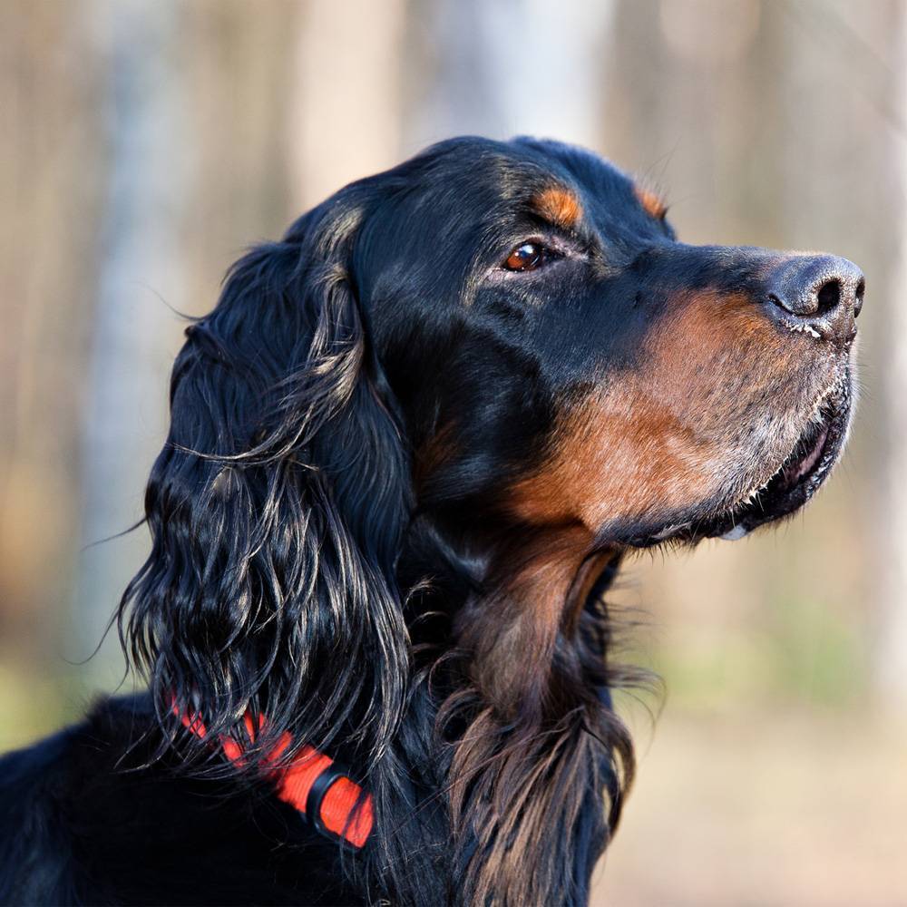 Шотландский сеттер: информация о породе, внешний вид собаки с фото, особенности ухода