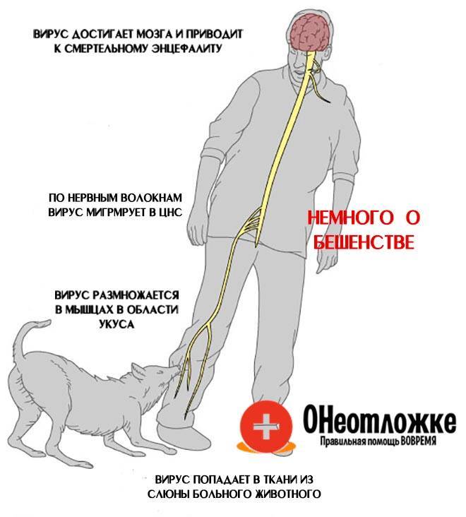 Бешенство у детей - симптомы болезни, профилактика и лечение бешенства у детей, причины заболевания и его диагностика на eurolab