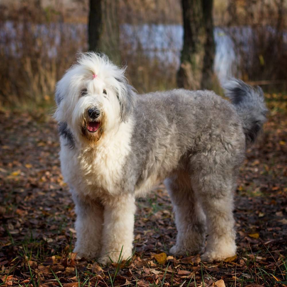 Собака бобтейл (староанглийская овчарка): описание, фото, щенки