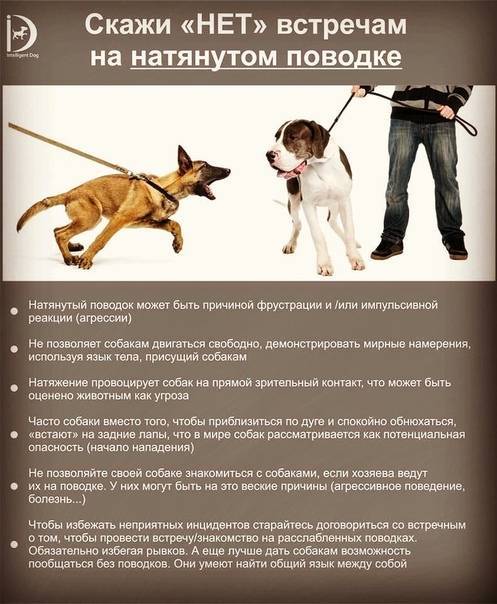 Какие команды входят в окд или общий курс дрессировки для собак и в ркф или нормативы российской кинологической федерации