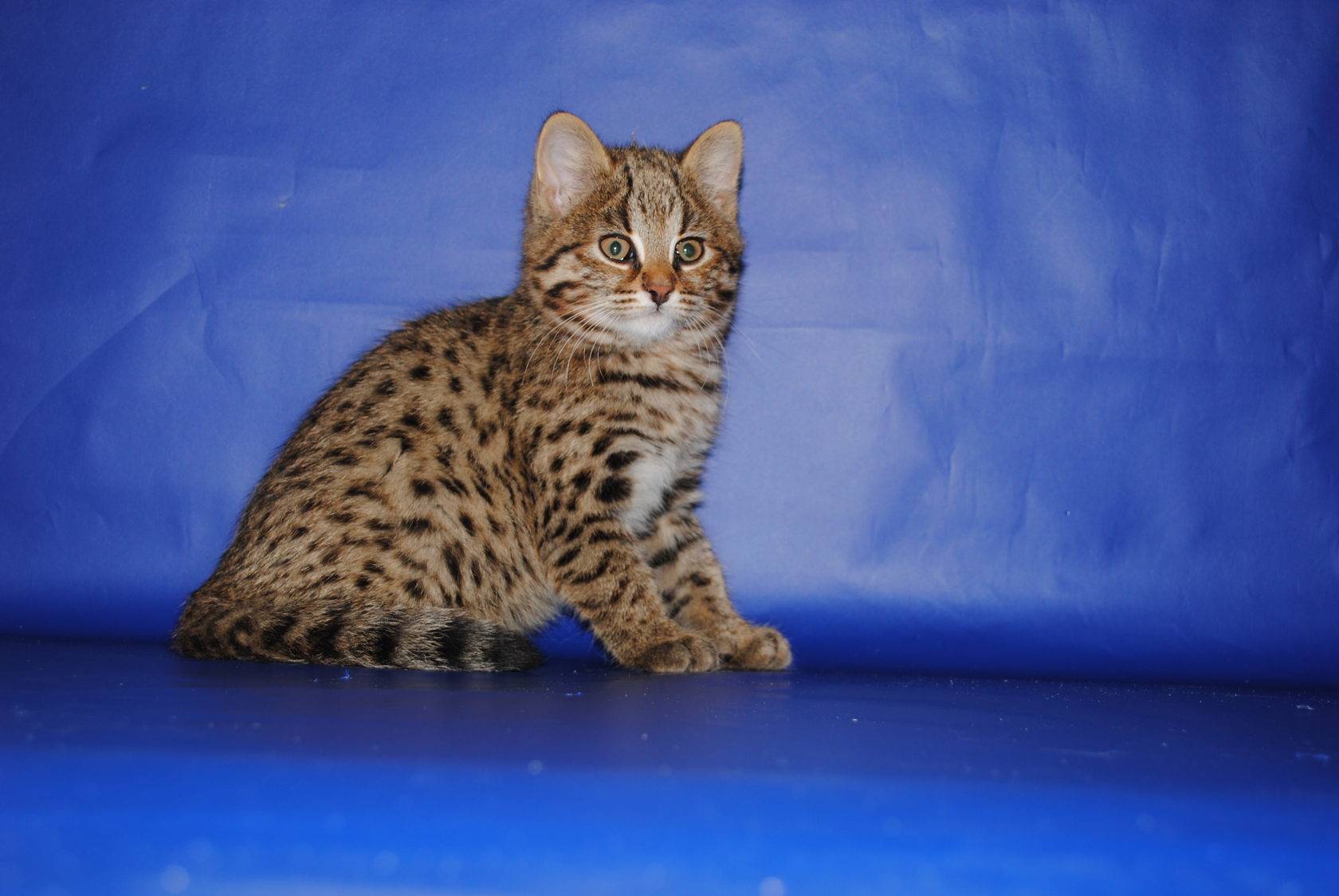 Топ 10 видов русских котов: породы кошек, похожих на русскую голубую +фото и видео