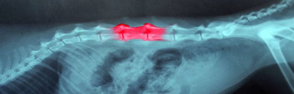 Квадрисол Для Собак Цена Купить В Екатеринбурге