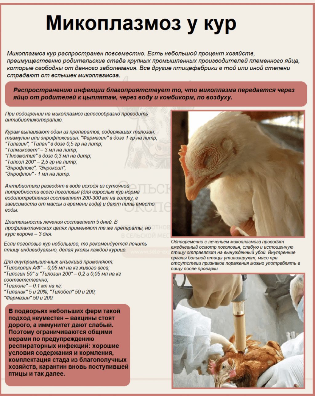 Болезни декоративных домашних крыс
