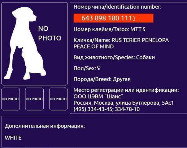 Как по чипу найти собаку в россии
