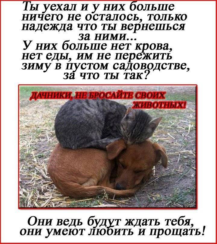 Почему собака в исламе нечистое животное ?