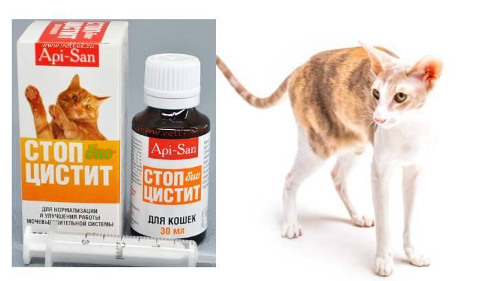 Стоп-цистит: особенности  лекарства для кошек