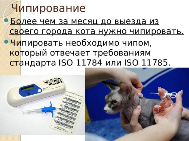 ᐉ чипирование животных: для чего нужно, что даёт, как его делают, что это значит - kcc-zoo.ru