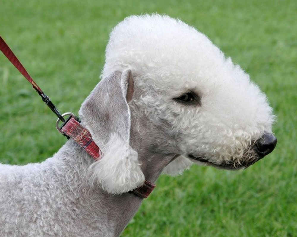 Бедлингтон-терьер: фото и описание породы собак
бедлингтон-терьер: фото и описание породы собак