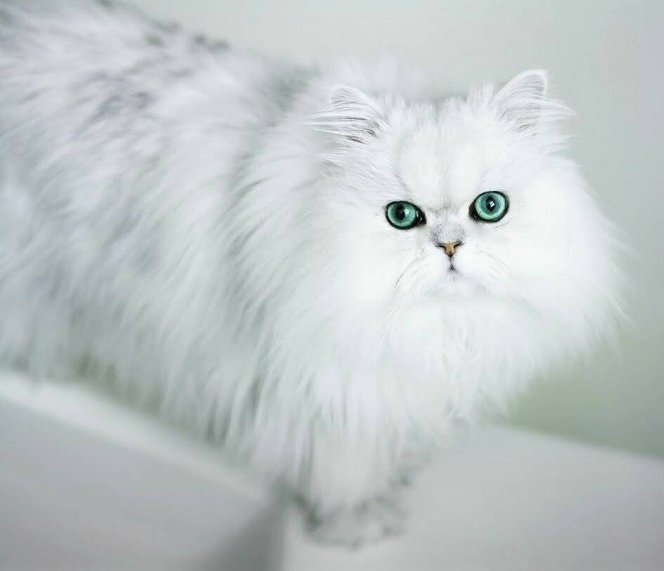 Белые кошки с жёлтыми глазами: порода породе рознь