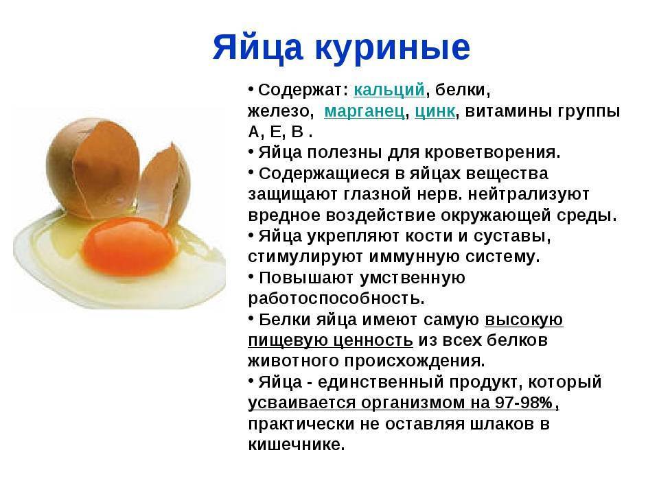 Можно ли давать яйца собаке (сырые и варенные)