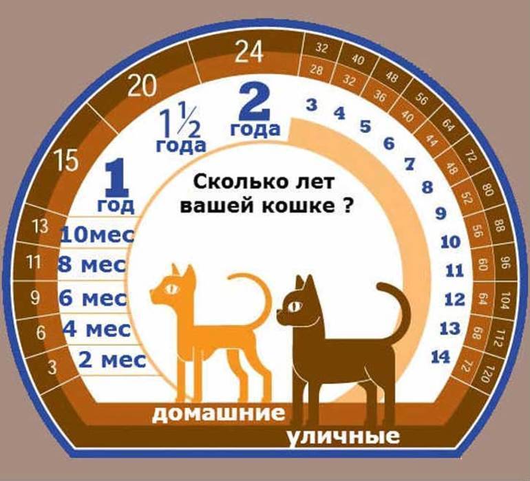 Возраст кошки по человеческим меркам: как определить, таблица