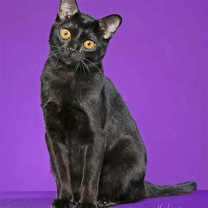 Бомбейская кошка: фото, описание, окрас, характер, стандарт породы