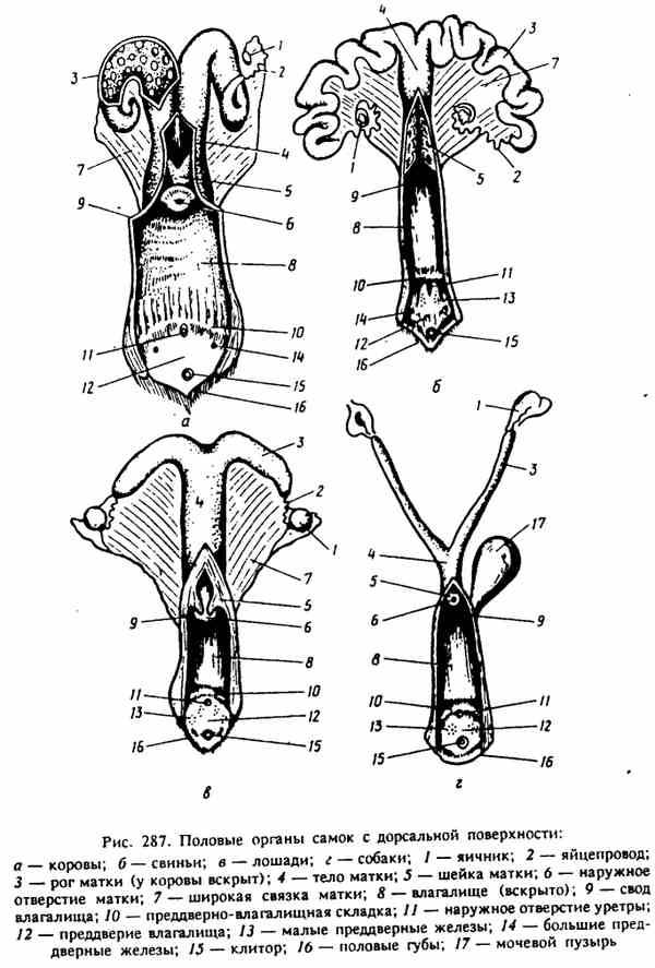 Строение полового члена картинка