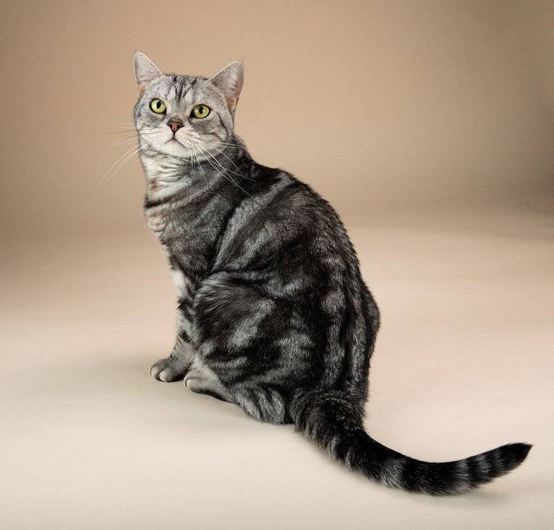 Американская жесткошёрстная кошка | котопедия | fandom