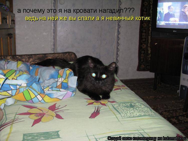 Почему кошка гадит на кровать хозяина: причины, что делать, как отучить котенка писать на постель