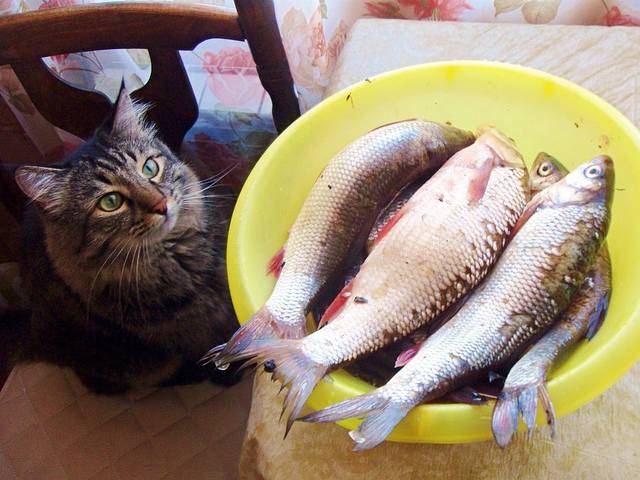 Почему котам нельзя рыбу? важно знать причины