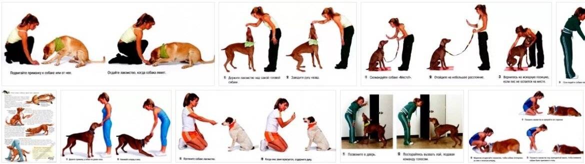 Как дрессировать собак в домашних условиях – пошаговые инструкции и подборка полезных видео, 2 часть