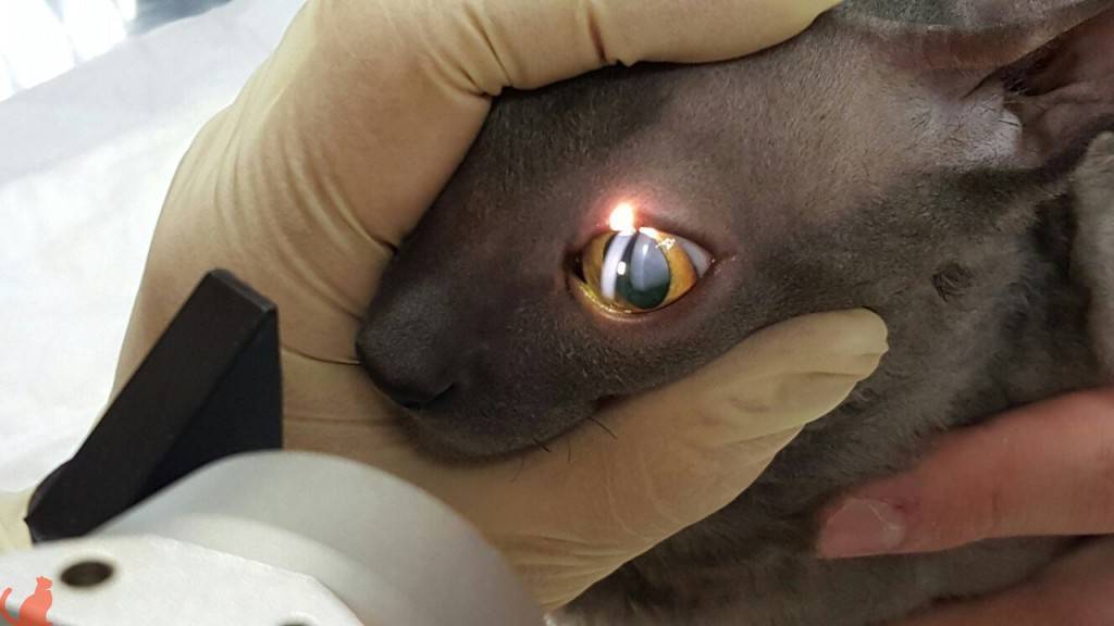 Операции кошке глаза