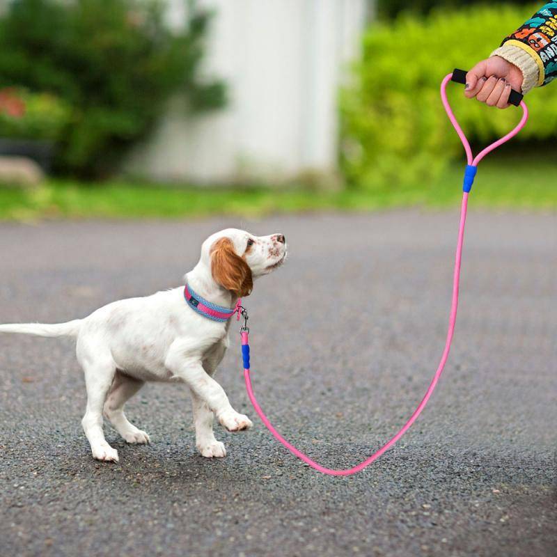 Как отучить собаку тянуть поводок на прогулке – самостоятельно