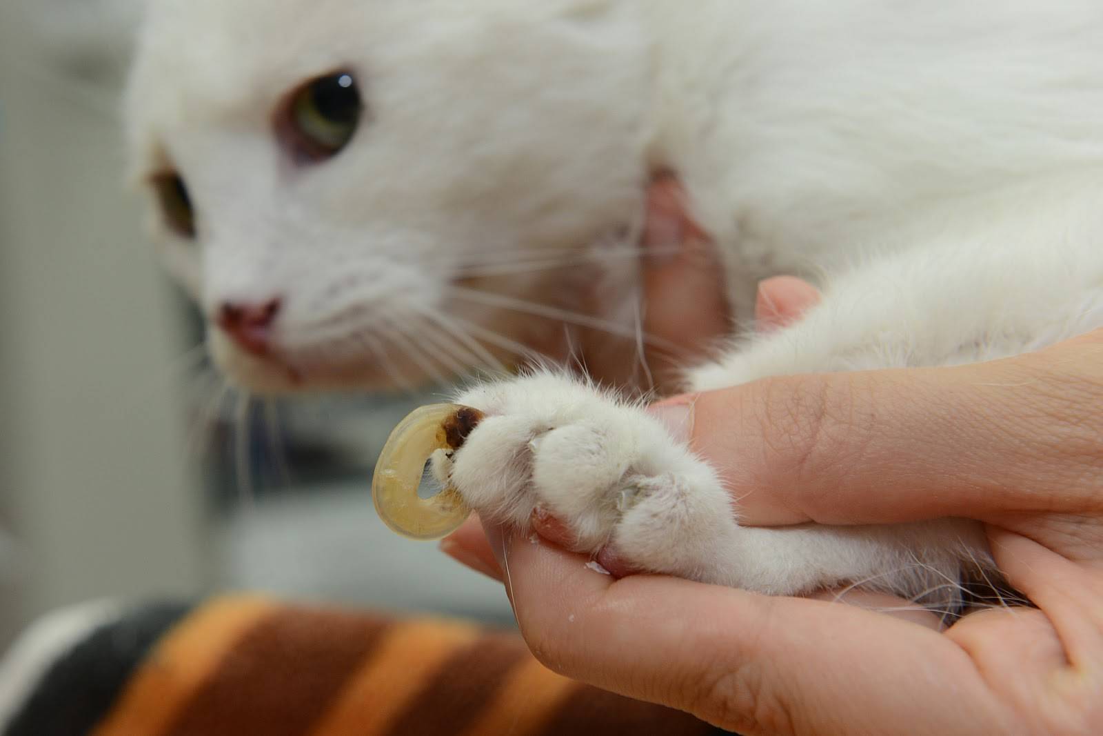 Вросший ноготь у кошки: что делать, как проходит лечение, если вросли ногти в подушечки - блог о животных - zoo-pet.ru