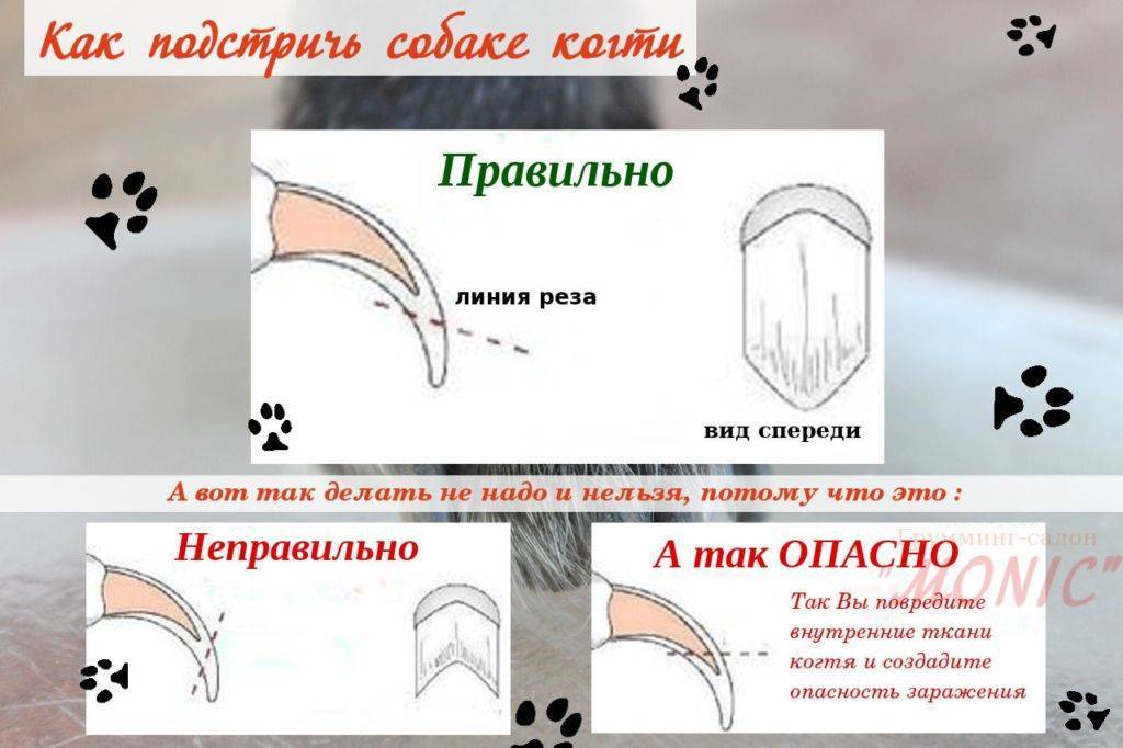 Стрижка когтей у собак: инструменты, этапы стрижки