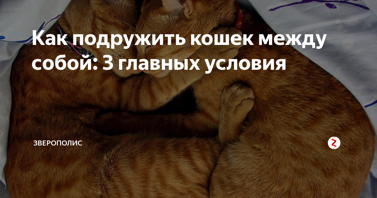 Как разнять дерущихся котов?