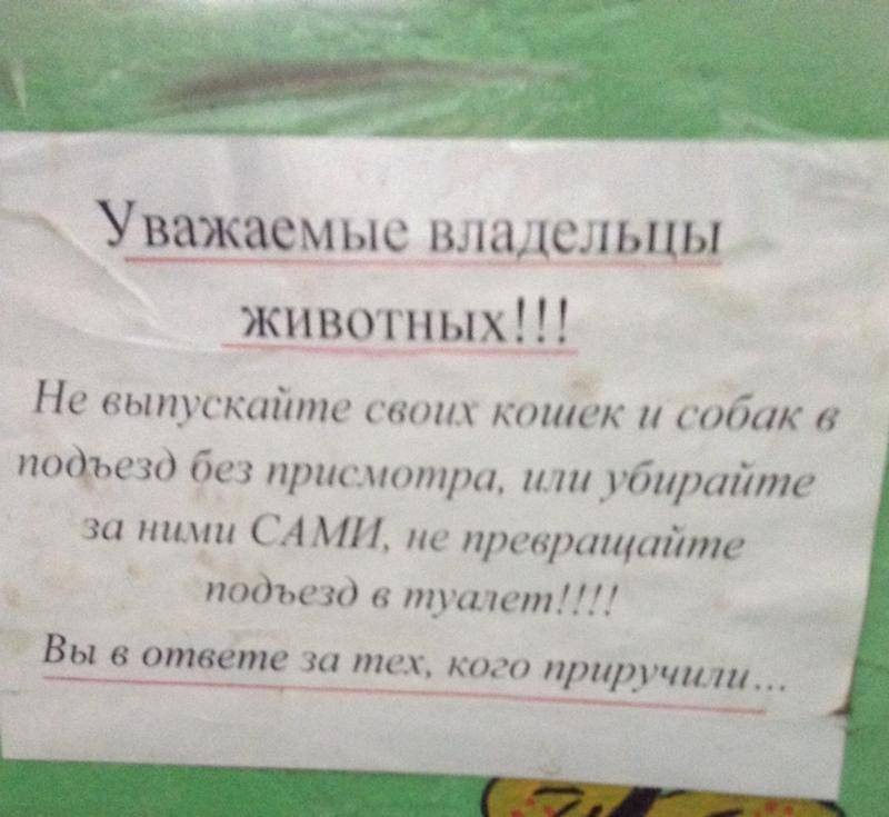 Как отвадить кошек вредить в саду? действенные и безопасные методы. фото — ботаничка