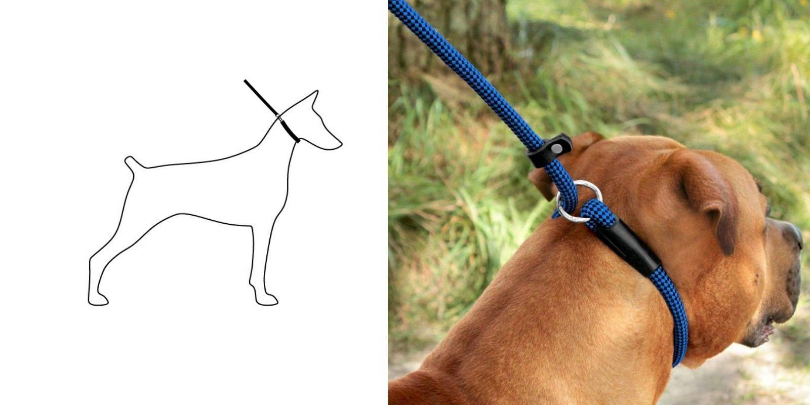 Ринговка: правила выбора хитрого аксессуара для собак | ваши питомцы