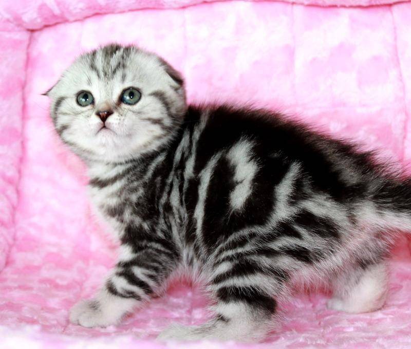 Какие породы кошек участвуют в рекламе вискас? шотландские прямоухие кошки