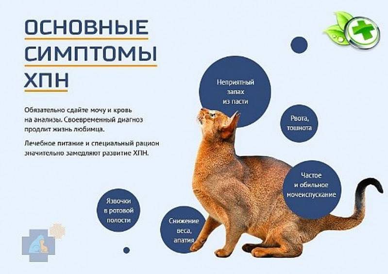 ᐉ стресс у кошки. что делать? - ➡ motildazoo.ru