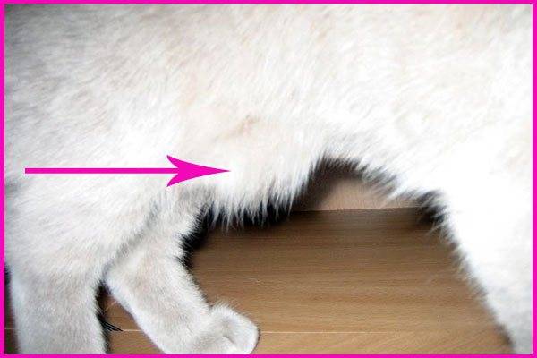 Кот хромает на переднюю или заднюю лапу: что делать