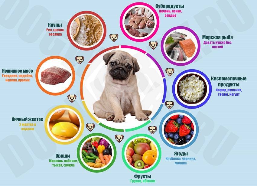 Чем кормить собаку в домашних условиях и как правильно это делать