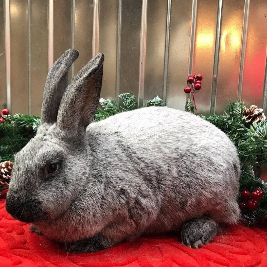 Самые маленькие декоративные породы кроликов в мире: фото, описание