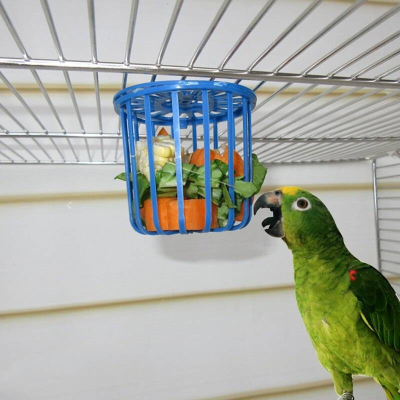 Как поймать попугая в комнате
