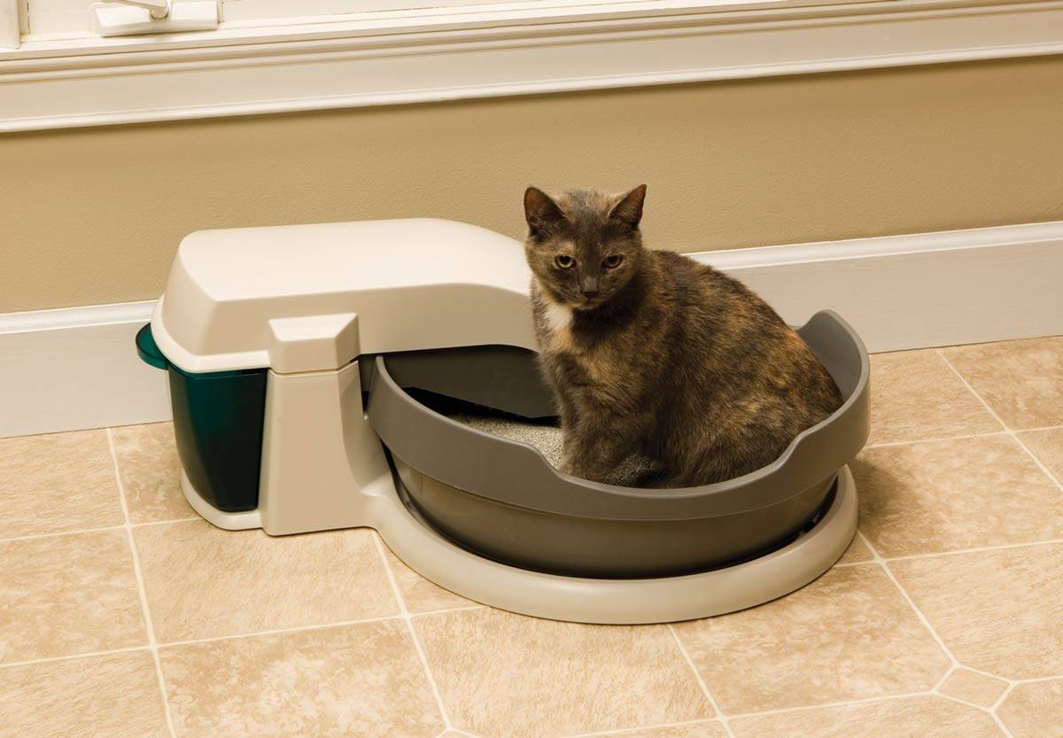 Автоматический кошачий туалет: обзор моделей, плюсы и минусы, описание работы, отзывы