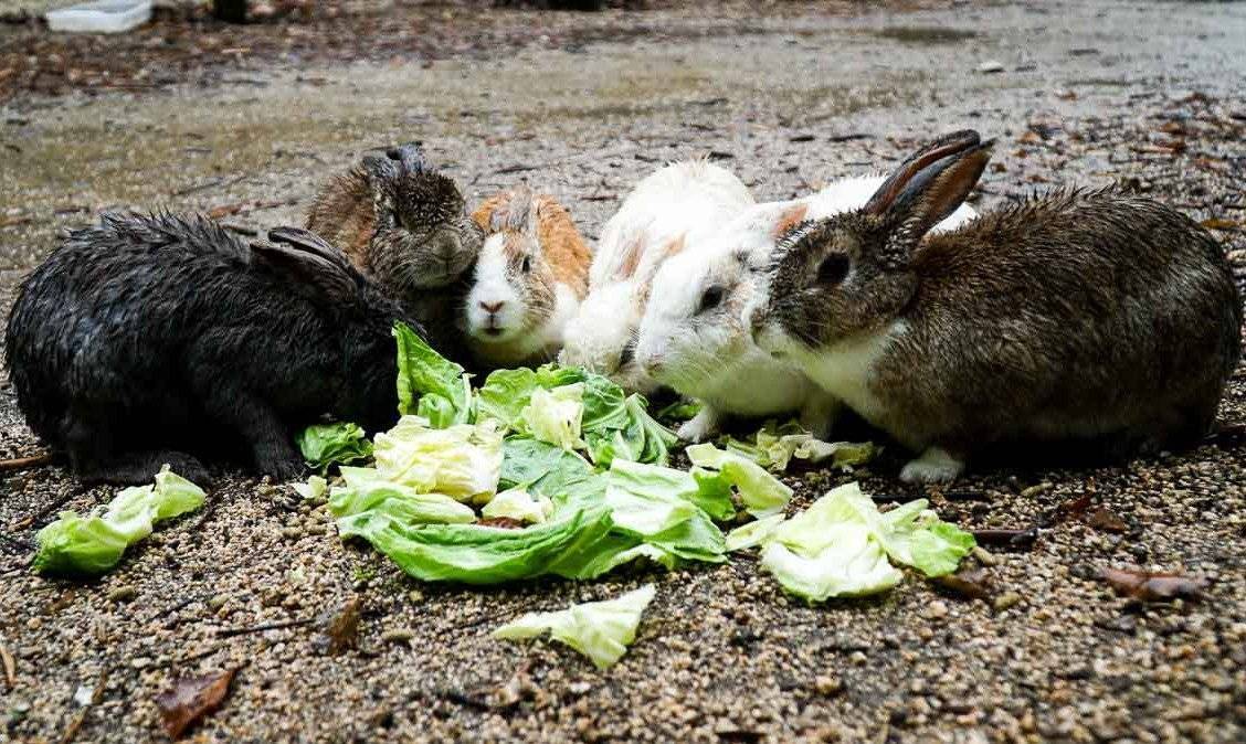Питание кроликов. Еда для кроликов декоративных. Кролик домашний питание. Питание домашних кроликов. Можно давать кроликам капусту