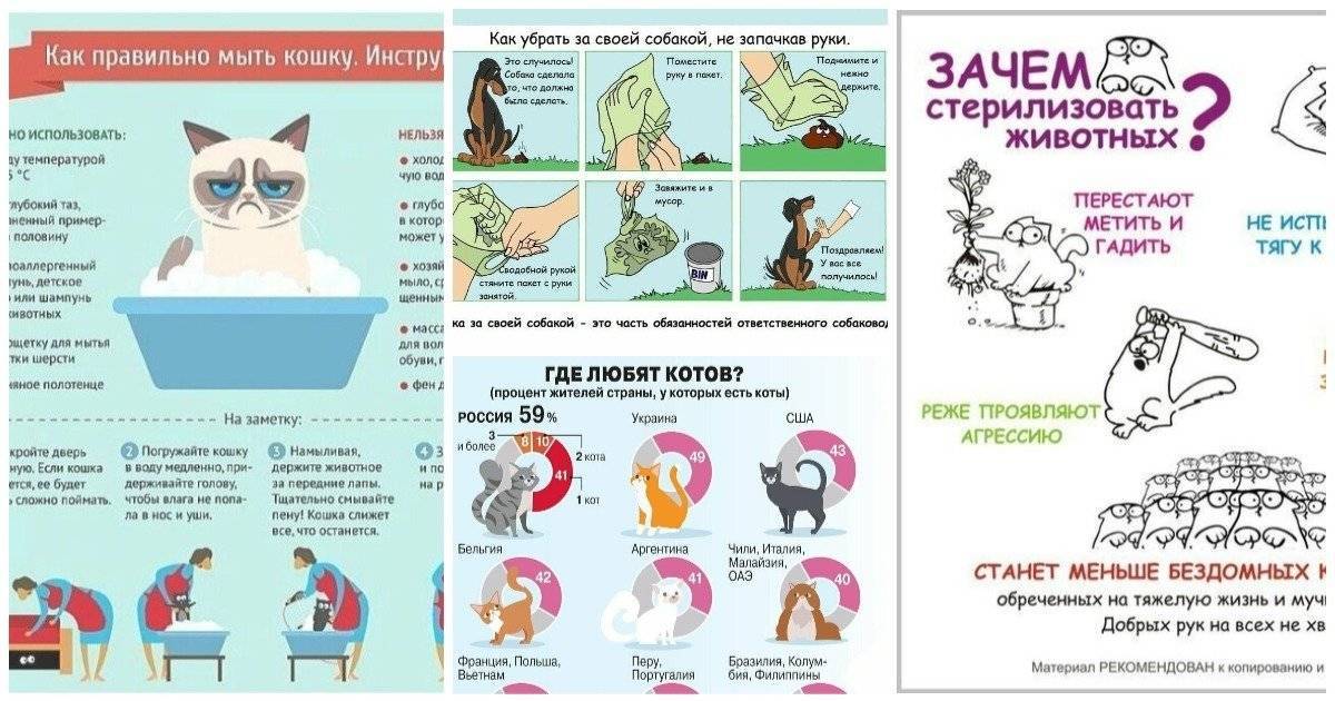 Как правильно воспитывать котенка, чтобы он был ласковым и спокойным, можно ли воспитать взрослого кота или кошку?