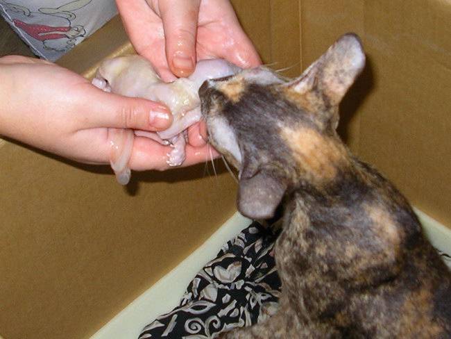 Глисты у кормящей кошки: как и чем помочь животному и не навредить потомству