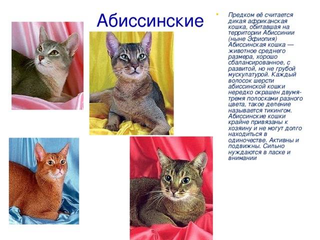 Абиссинская кошка (абиссинец): фото, описание породы и характера, поведение, окрас, корм, аллергия, сколько стоит