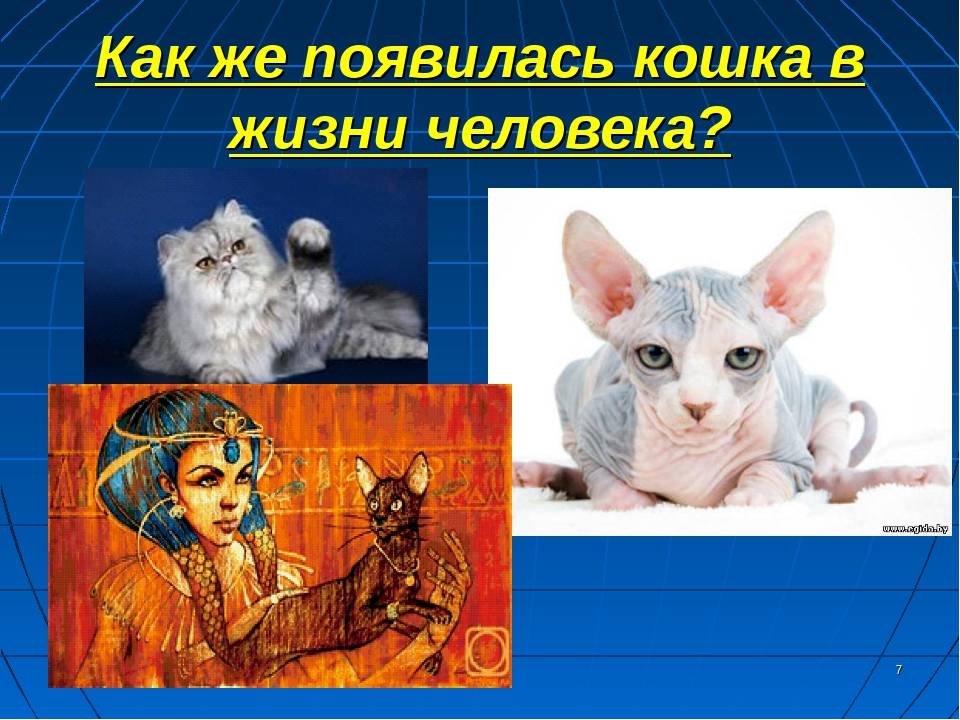 ᐉ как появились кошки? - ➡ motildazoo.ru