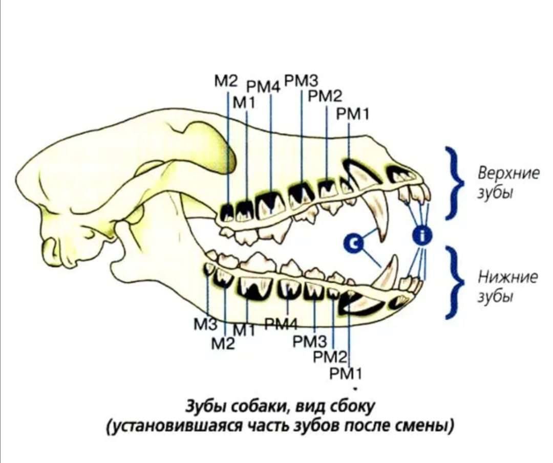 Зубы У Чихуахуа Фото