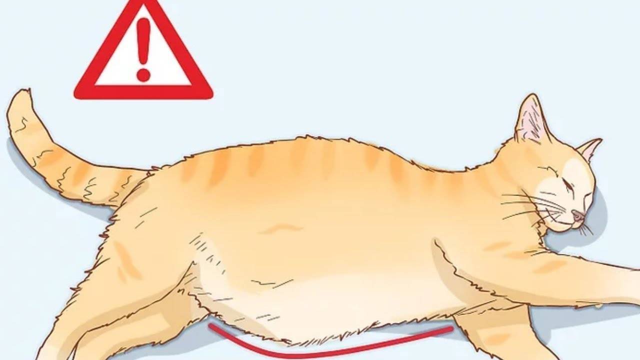 5 причин почему у кота большой живот - что делать