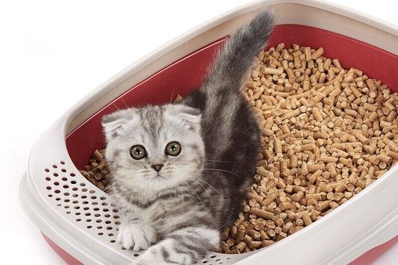 Как приучить котенка к лотку в квартире