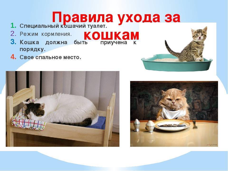 Подобрали котенка с улицы: первые действия без резких движений. когда и зачем нести найденыша к ветеринару, с каких процедур начать, а какие лучше отложить