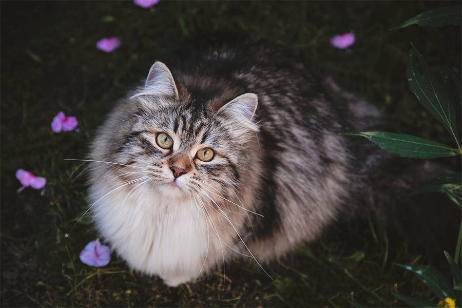 Сибирская Кошка Фото И Цена Котята